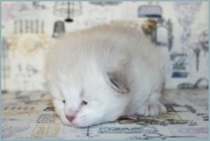 Female Siberian Kitten from Deedlebug Siberians